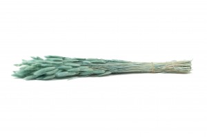 getrockenete-lagurus-8.