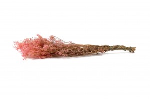 gypsophile-stabilise-6.