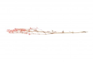 gypsophile-stabilise-6.