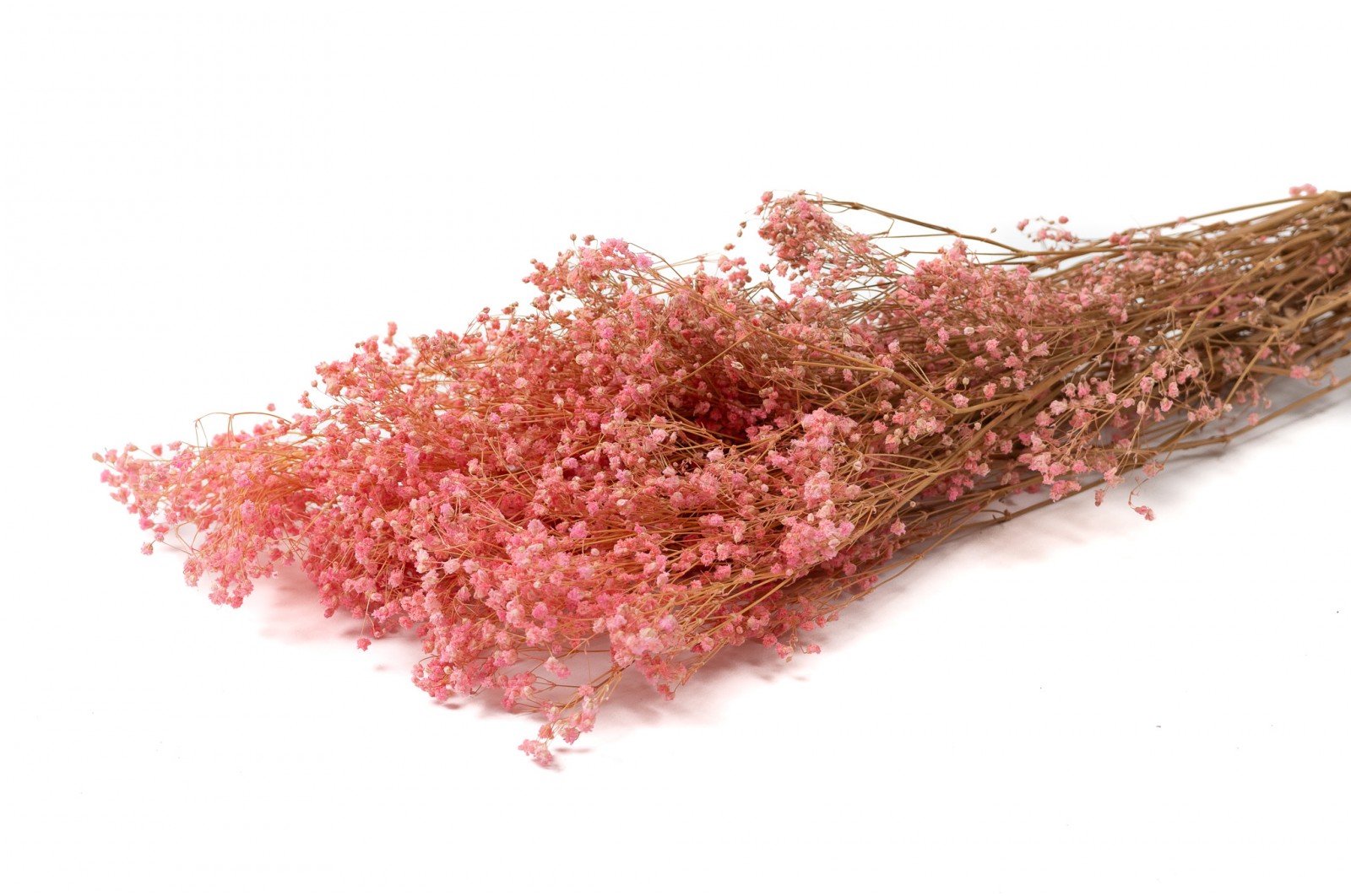 Gypsophile stabilisé (6) gypsophile-stabilise-6
