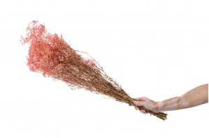 gypsophile-stabilise-6.