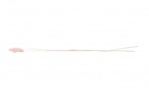 dried-lagurus12.