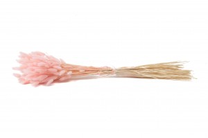 dried-lagurus12.