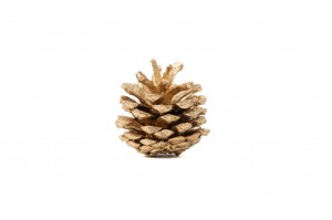 small-dried-pine-cone-1kg-8