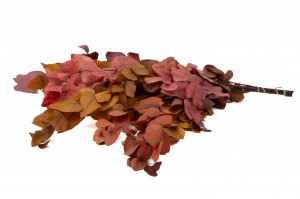 eucalyptus-cinerea-stabilise-11.