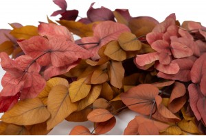 eucalyptus-cinerea-stabilise-11.