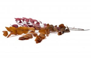 eucalyptus-cinerea-stabilise-11.