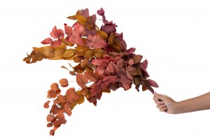 eucalyptus-cinerea-stabilise-11.