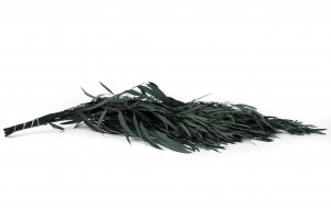 preserved-eucalyptus-nicoly-6.