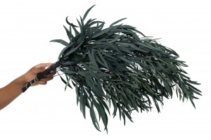 preserved-eucalyptus-nicoly-6.