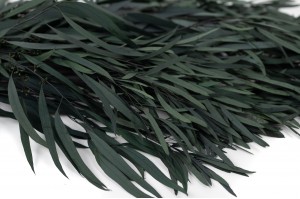 preserved-eucalyptus-nicoly-6.