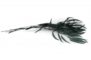 preserved-eucalyptus-nicoly-6.