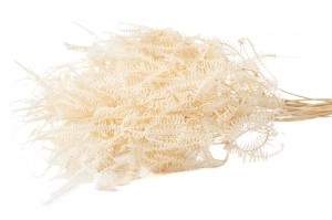 preserved-sylvestre-fern-8