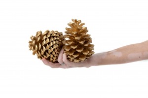 pommes-de-pin-sechees-8.