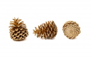 dried-pine-cones-8.
