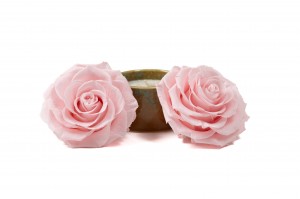 tetes-de-roses-stabilisees-xxl-boite-de-2-36.