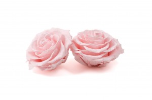 tetes-de-roses-stabilisees-xxl-boite-de-2-36.