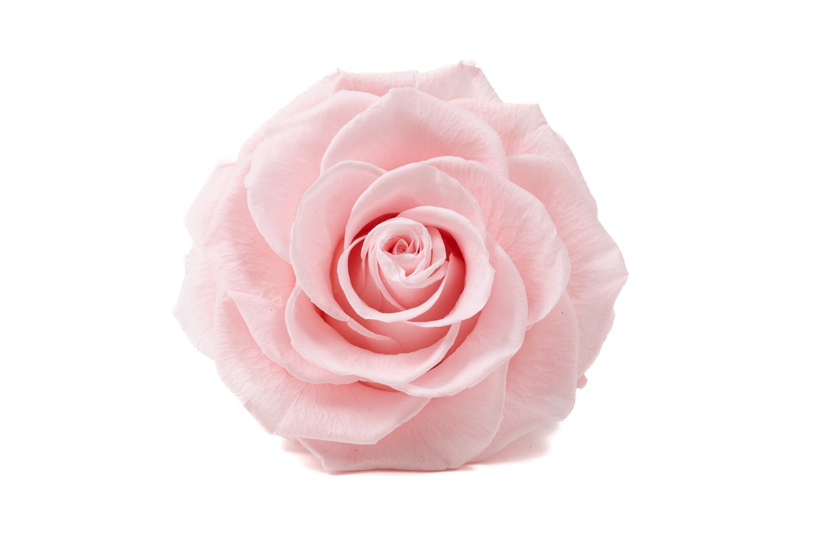 tetes-de-roses-stabilisees-xxl-boite-de-2-36