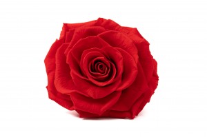 preserved-rose-heads-box-of-2-36