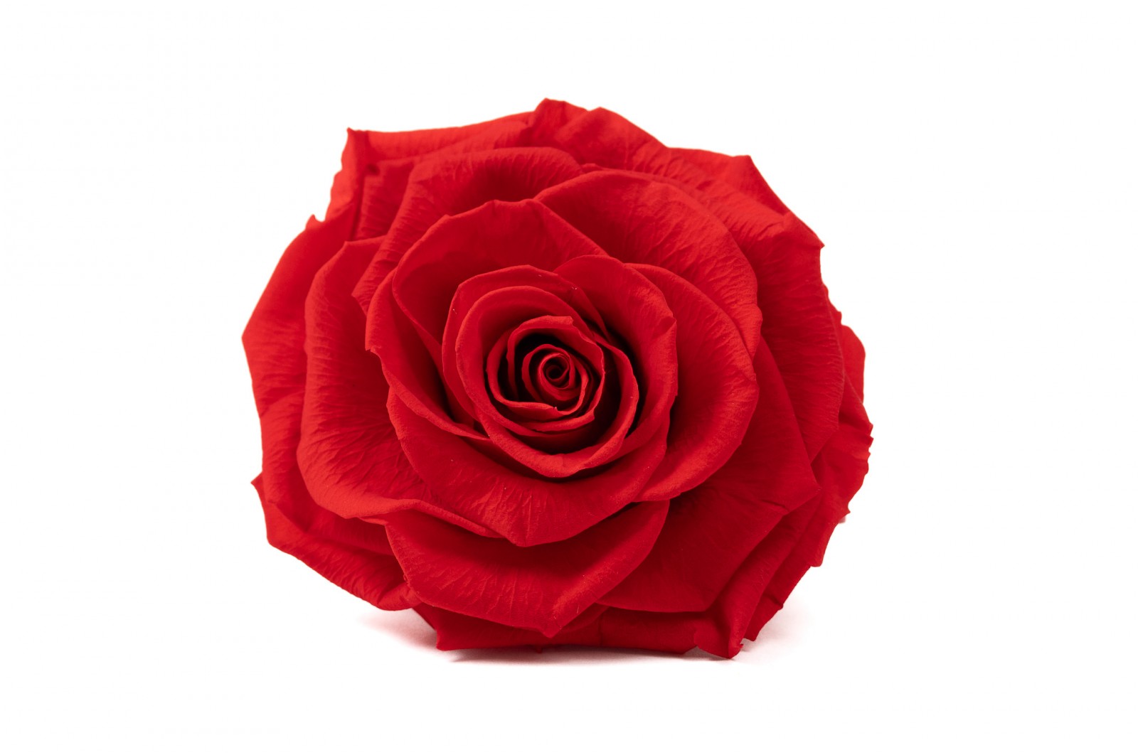 preserved-rose-heads-box-of-2-36