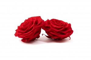 tetes-de-roses-stabilisees-xxl-boite-de-2-36.