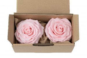 tetes-de-roses-stabilisees-xxl-boite-de-2-36.