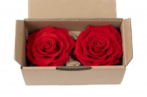 tetes-de-roses-stabilisees-xxl-boite-de-2-36.