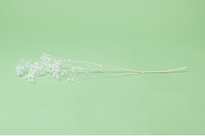 gypsophile-stabilise-37.