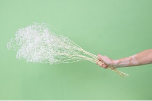 gypsophile-stabilise-37.