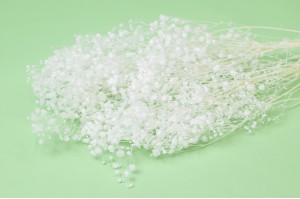 preserved-gypsophila-37