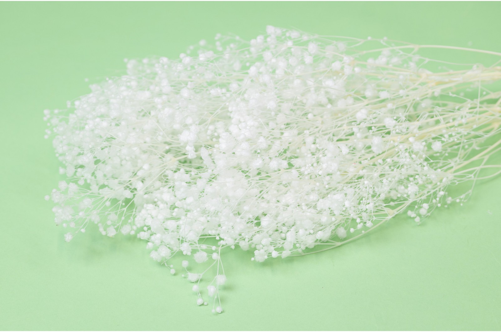 Stabilisiertes Gipskraut (37) stabilisiertes-gipskraut-37