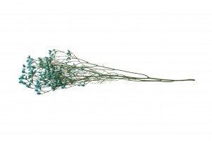 limonium-stabilise-14.