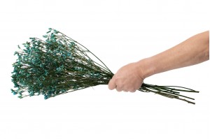 limonium-stabilise-14.