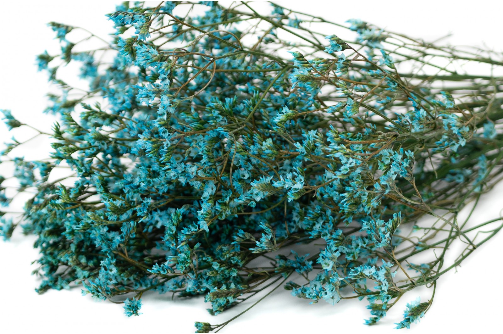 Limonium stabilisé (14) limonium-stabilise-14