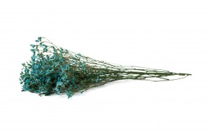 limonium-stabilise-14.