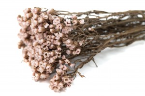 getrocknete-ixodia-8