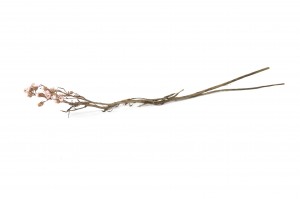 getrocknete-ixodia-8.