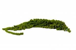 stabilisierter-kugelfoermiger-amarant-fuchsschwanz-26.