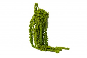 stabilisierter-kugelfoermiger-amarant-fuchsschwanz-26.