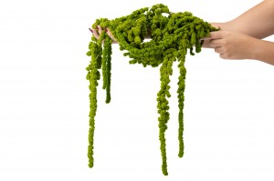 stabilisierter-kugelfoermiger-amarant-fuchsschwanz-26.