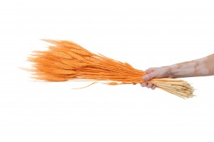 dried-wheat-24.