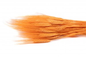 dried-wheat-24