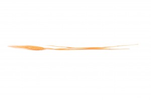 dried-wheat-24.