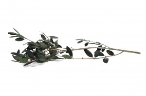 stabilisierter-wilder-olive-15.