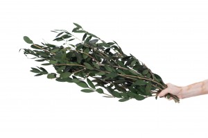 stabilisierter-wilder-olive-15.