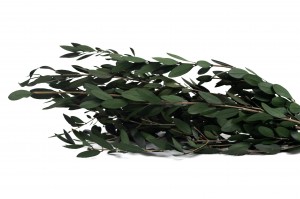 stabilisierter-wilder-olive-15