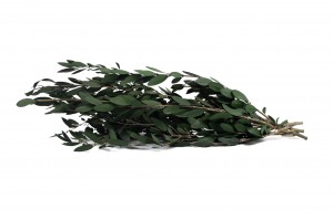 stabilisierter-wilder-olive-15.