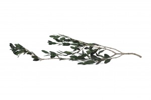 stabilisierter-olive-15.