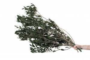 olivier-sauvage-stabilise-15.