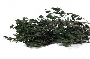 olivier-sauvage-stabilise-15.